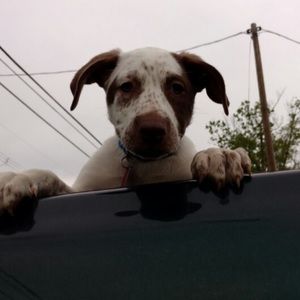 Meet your Posher, Allen